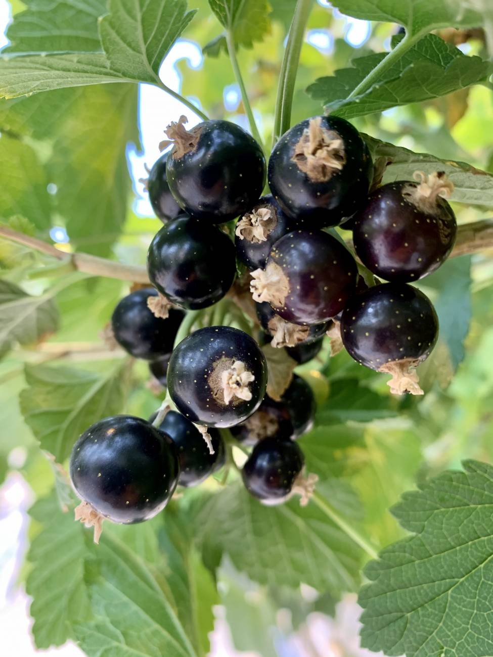 producteur de cassis vendée