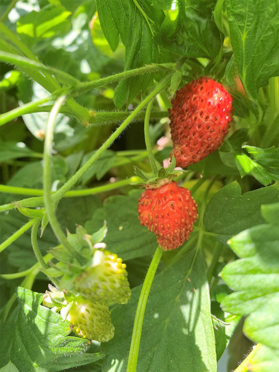 producteur de fraises des bois vendée