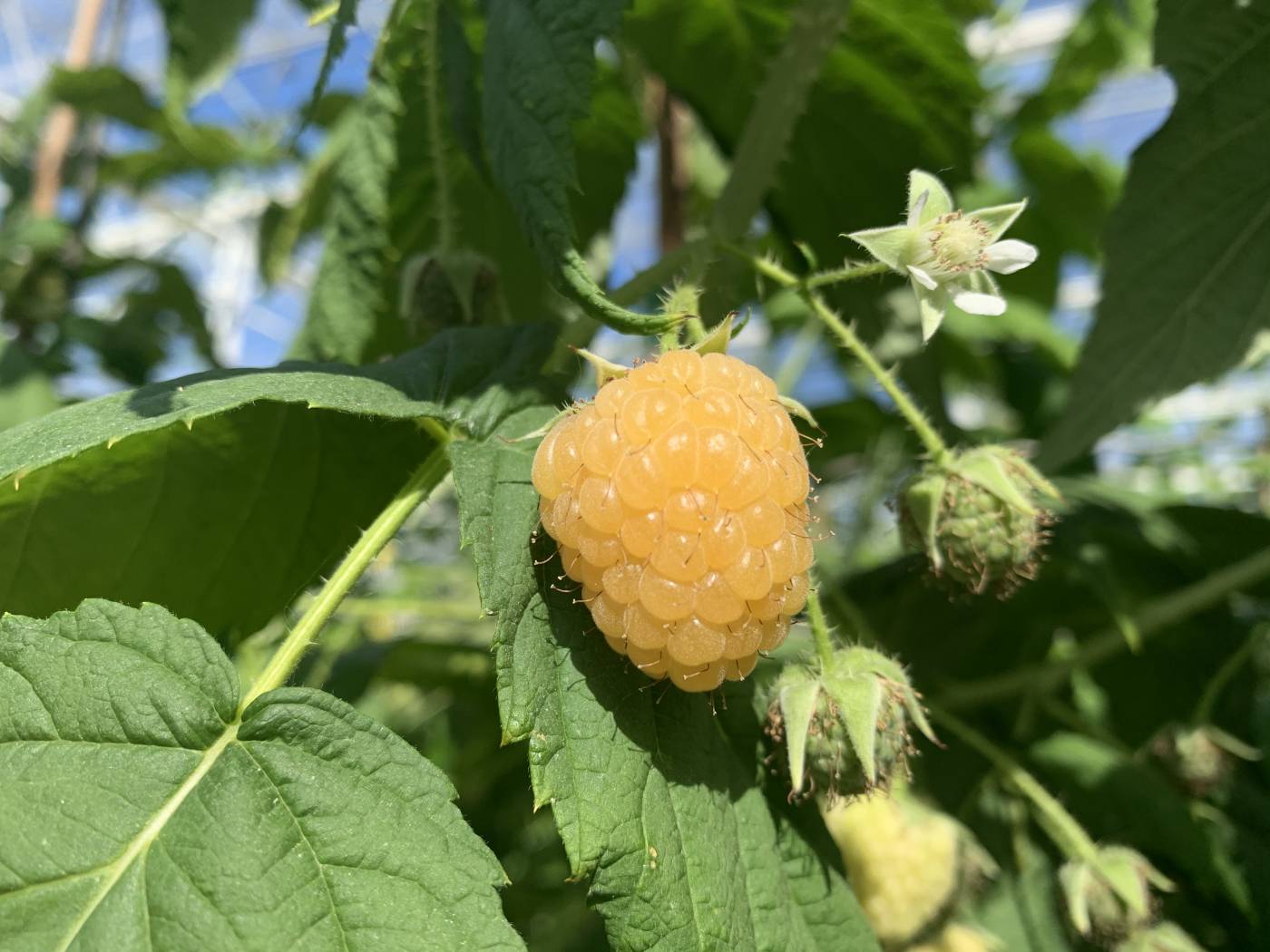 Framboise Jaune