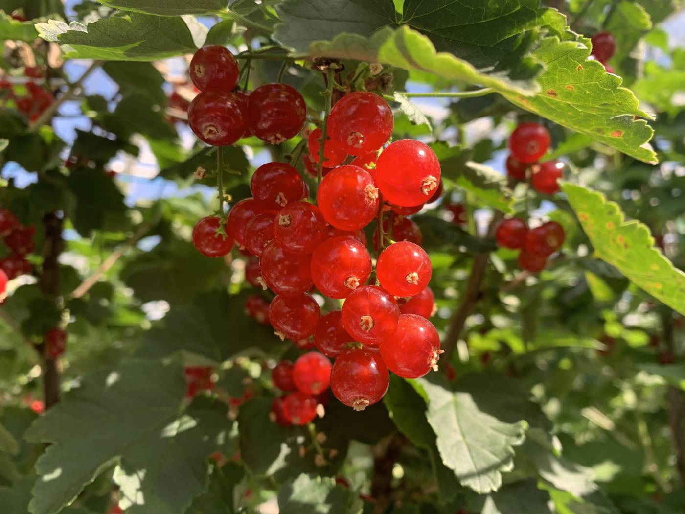 Groseilles Rouges