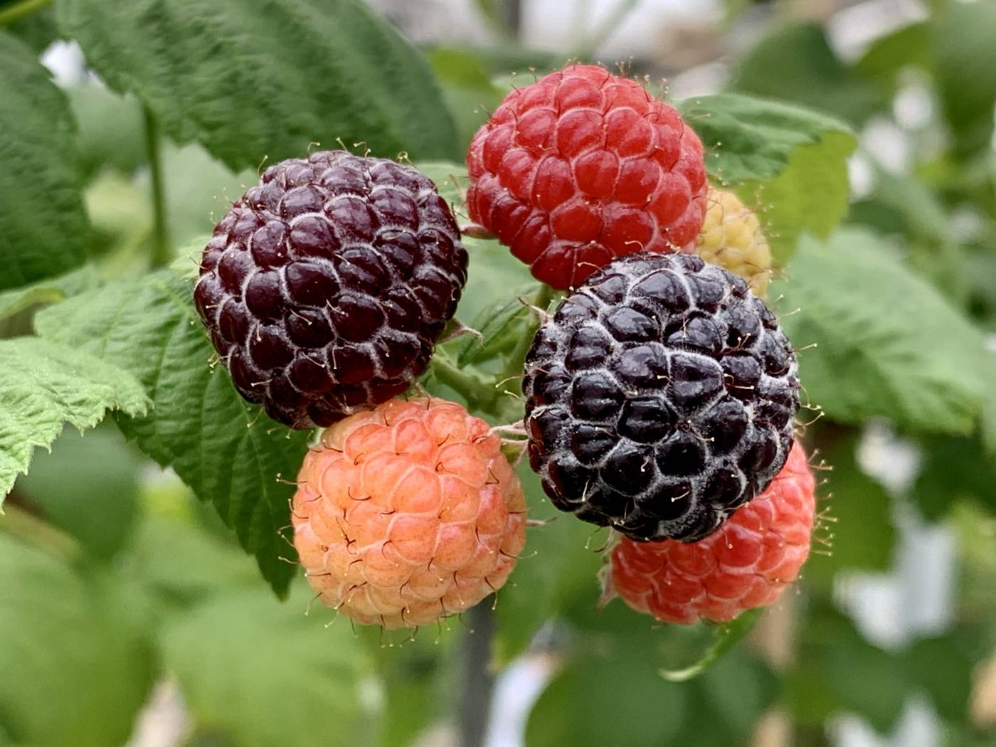 Producteur de Framboise Noire