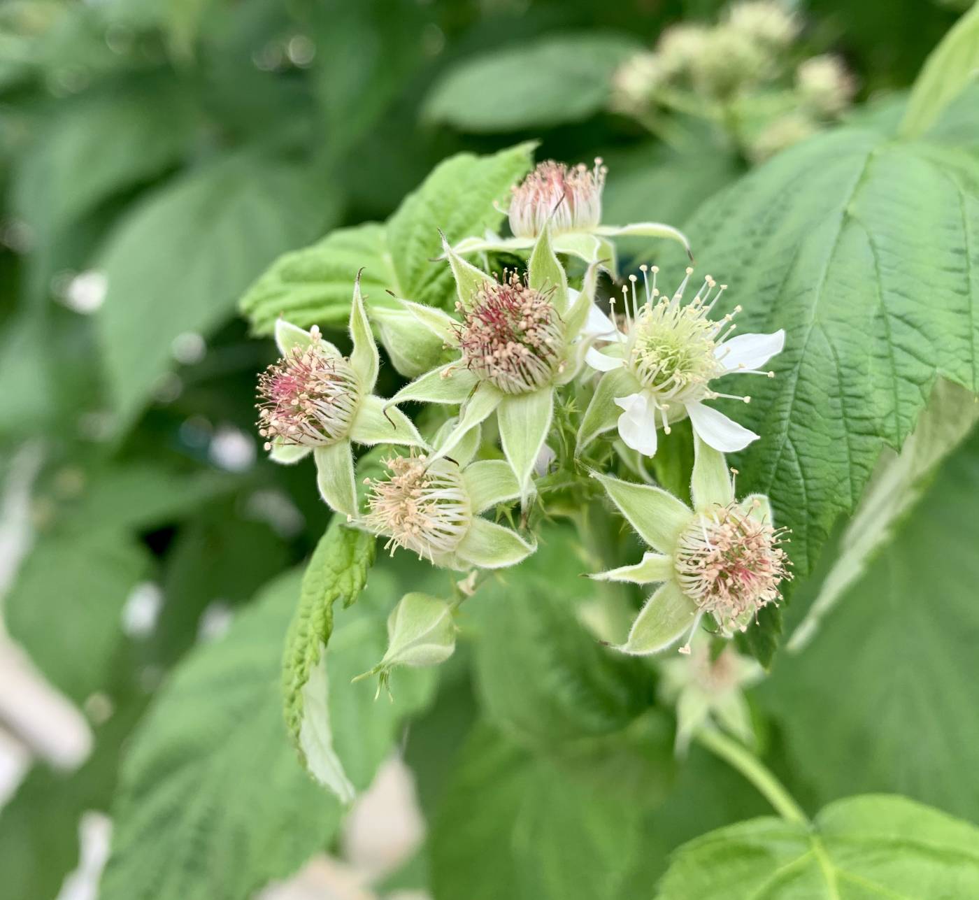 Producteur de Framboises Noires